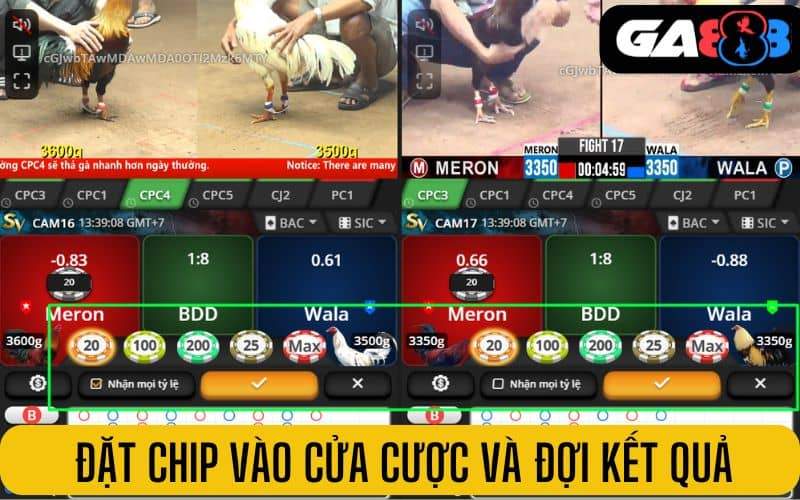 Đặt chip vào cửa cược và đợi kết quả trận đấu Đặt chip vào cửa cược và đợi kết quả trận đấu