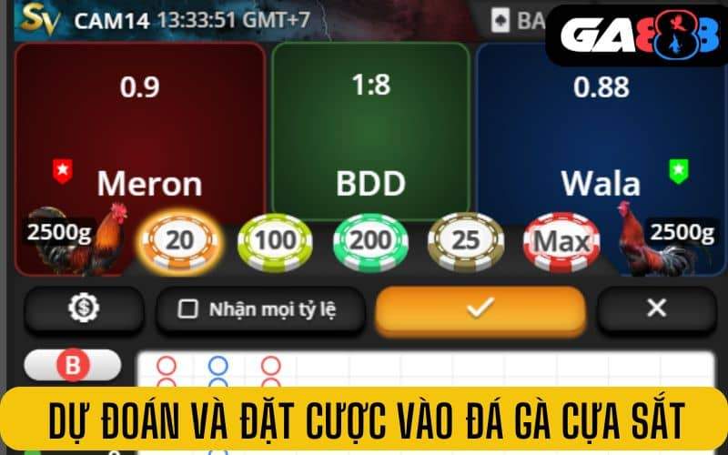 Người chơi dự đoán và đặt cược vào hai con gà cựa sắt Người chơi dự đoán và đặt cược vào hai con gà cựa sắt