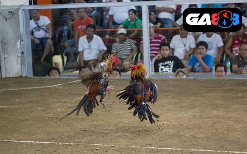 Luật chơi cá cược đá gà cựa dao Luật chơi cá cược đá gà cựa dao